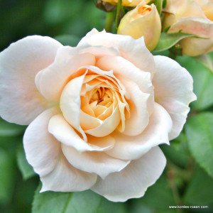 lion-rose